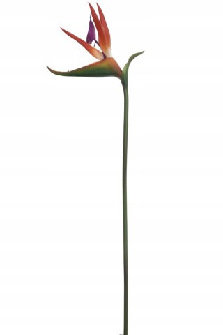 PAN KWIATEK STRELICJA SZTUCZNA KRÓLEWSKA średnia KOLOROWA GUMOWANA 62cm
