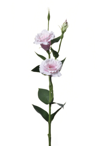 Eustoma pink