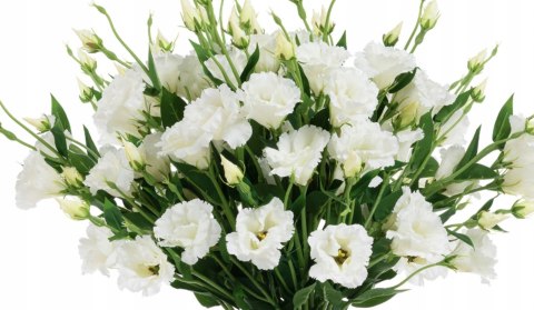 PAN KWIATEK- EUSTOMA WIELOKWIATOWA SZTUCZNA BIAŁA KWIATY SZTUCZNE 65cm