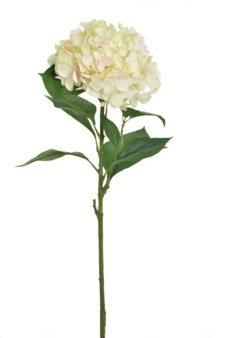 Hortensja 2270;CREAM LT PINK;