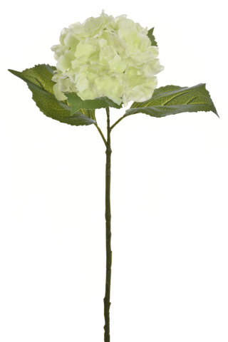 Hortensja pojedyncza wysokość: 60cm